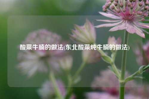 酸菜牛腩的做法(东北酸菜炖牛腩的做法)